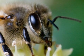 Biodiversiteit in je eigen omgeving